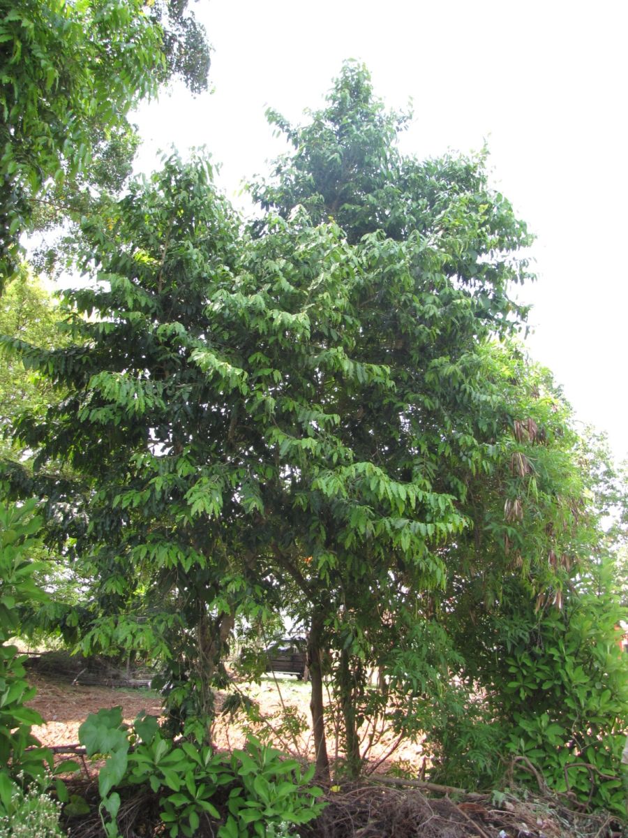 Best Shade Giving Trees for Your Home